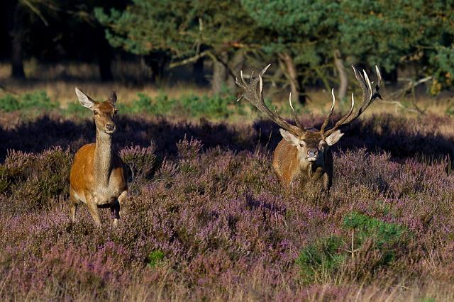 48 Hoge Veluwe, edelherten.jpg